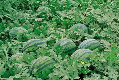 娱乐吃瓜场地图片高清大图,高清大图揭秘网红吃瓜场地  第1张